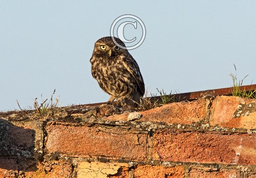 Little Owl DM1760